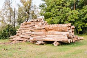 Holzstämme im Wald foto