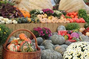 Bunte Bio-Kürbisse und Kürbisse auf der Landwirtschaftsmesse. Ernten des Herbstzeitkonzepts. Garten Herbst natürliche Pflanze. Thanksgiving-Halloween-Dekor. festlicher bauernhof ländlicher hintergrund. vegetarisches Essen. foto