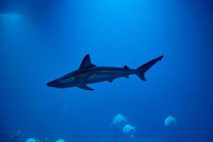 Shart und andere Meeresfische im Aquarium, Meereslebewesen foto