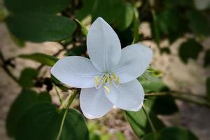 Bauhinia acumin weiße schneebedeckte Orchideenpflanze foto