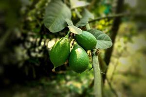 grüner Zitronen-Nahaufnahmebaum im Garten foto