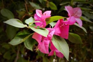 rosafarbene Bougainvillea-Aufkleberblumen foto