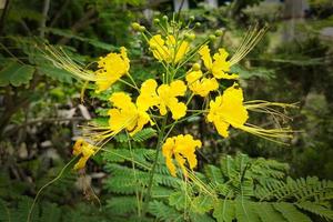 gelbe Pfauenblume in voller Blüte foto