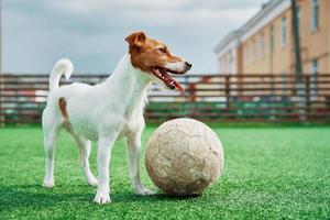 Hund spielt Fußball auf dem Feld foto