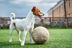 Hund spielt Fußball auf dem Feld foto