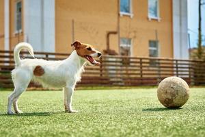 Hund spielt Fußball auf dem Feld foto