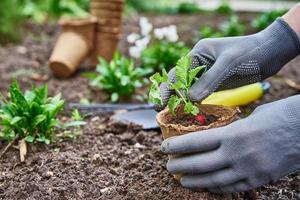 gärtnerhände pflücken und pflanzen von gemüsepflanzen im garten foto