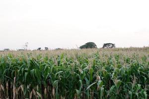 Panoramablick auf die Maisernte foto