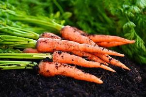 Karotten auf dem Boden, frische Karotten wachsen im Karottenfeld Gemüse wächst im Garten im Boden Bio-Bauernhof Ernte landwirtschaftliches Produkt Natur foto