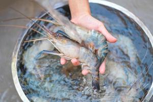 rohe Garnelen in der Hand, Garnelen in der Schüssel waschen, frische Garnelen zum Kochen von Meeresfrüchten in der Küche oder Garnelen im Geschäft auf dem Fischmarkt kaufen foto