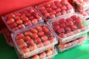 erdbeerkiste zum verkauf, frische reife erdbeerernte erdbeeren pflücken auf plastikkiste im garten obst gesammelte erdbeere foto