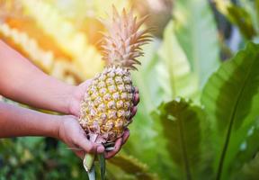 frische ananas tropische früchte in der hand auf naturhintergrund foto