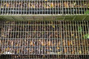 Eisenleitern Treppen haben trockene Blätter im Garten foto