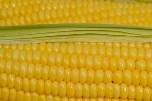 schöner gelber Zuckermais mit Makro- und Nahsicht foto