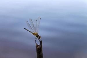 Eine Libelle klammert sich an einen Ast am Fluss. foto