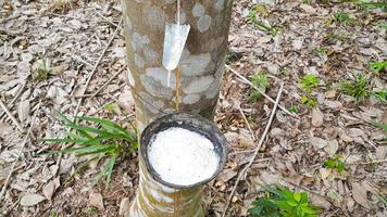 Blick auf eine mit Gummisaft oder Milch gefüllte Kokosnussschale, die an einem Stamm eines Gummibaums befestigt ist foto