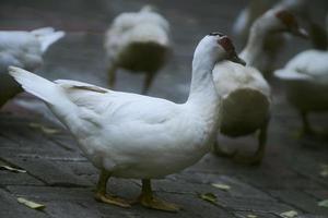 weiße ente geht auf pflastersteinen um entengruppe herum. Reinweiße kleine Ente mit rotem Fleck um die Augen, die an warmen, sonnigen Wintertagen ruhig auf der gepflasterten Straße läuft. selektiver Fokus. foto