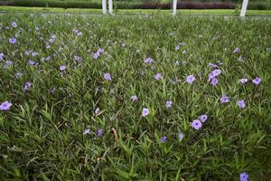 ein Garten voller violetter Blumen, die im Frühling blühen. ruellia simplex, mexikanische Petunie, mexikanische Glockenblume, wilde Petunien, ruellia tuberosa, ruellia angustifolia oder kencana ungu. foto