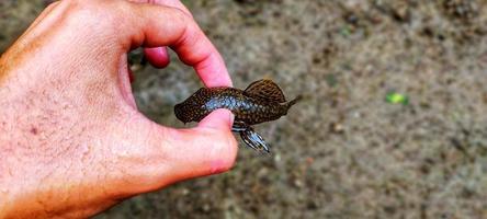 Mann, der Harnischwelse oder Rinderfische hält, wird dieser Fisch oft als Aquarienreinigungsfisch verwendet. foto