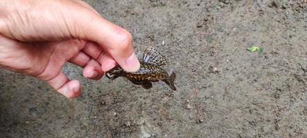 Mann, der Hypostomus plecostomus hält, wird dieser Fisch oft als Aquarienreinigungsfisch verwendet. foto