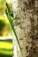 leguane sind eine gattung von echsen, die in den tropen von mittelamerika, südamerika und den karibischen inseln leben. Diese Eidechsen wurden erstmals von einem österreichischen Zoologen beschrieben, Makrotapete, Leguan foto