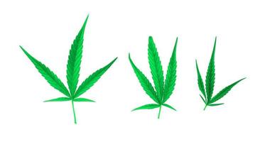 isolierte Marihuanablätter in 3 Größen auf weißem Hintergrund. weicher und selektiver Fokus. foto
