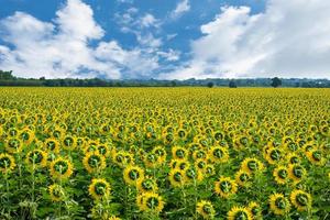 Sonnenblume im Feld und mit Himmelshintergrund foto