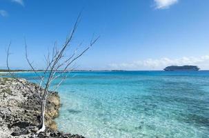 half moon cay island küstenlinie trockener baum und ein kreuzfahrtschiff foto