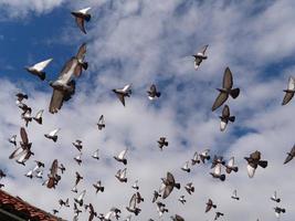 Tauben fliegen herum. blauer Himmel mit Wolken. Vögel in der Stadt. foto