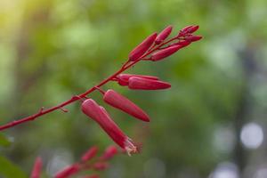 rote Blume von Bitterholz oder Quassia ist thailändisches Kraut. Die Eigenschaften der Wurzel sind fiebersenkend und verdauungsfördernd. foto