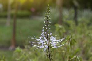 katzenbartpflanze blüht im garten. ist ein thailändisches Kraut, das Diuretikum hilft. foto