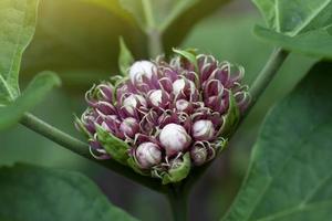 Glory Bower, Rose Clerodendrum, Burma Conehead oder Lady Nugent Rose Bud im Garten ist ein thailändisches Kraut. Eigenschaften der Blätter zur Behandlung von Dermatitis und der Wurzel zur Unterstützung des Diuretikums. foto