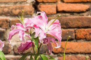 Nahaufnahme der rosafarbenen Lilienblume foto