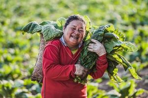 Bäuerin, die Landwirtschaft auf Tabakfeldern betreibt foto