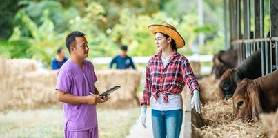 asiatische junge bäuerin und mann mit tablet-pc-computer und kühen im kuhstall auf milchviehbetrieb. landwirtschaftsindustrie, landwirtschaft, menschen, technologie und tierhaltungskonzept. foto