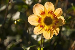 Dahlie mit satten Farben foto