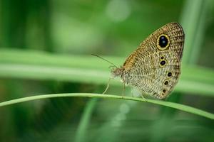 schmetterling, der auf graspflanze ruht foto