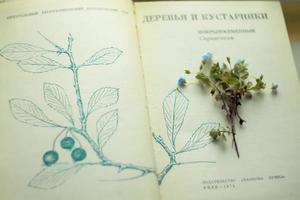 Nahaufnahme des blauen Wildblumenbündels, das auf dem Konzeptfoto der offenen Buchseiten liegt foto