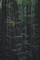 dicht gewachsene bäume im dunklen waldkonzeptfoto hautnah foto
