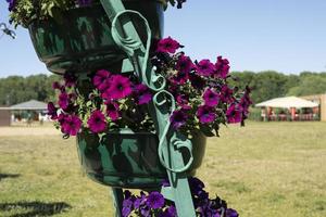 Topfblumen im Park. Blumen im Garten. schönes Topfpulver für Pflanzen. foto