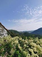 Blick auf die Berge durch blühende Pflanzen foto
