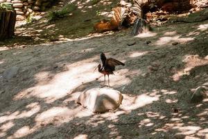 der ibis-vogel breitet seine flügel aus foto