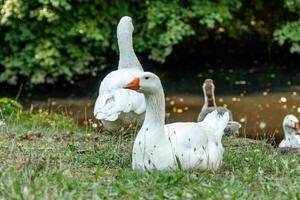 schöne Schwäne sitzen auf grünem Gras foto