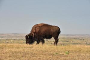 Büffel grasen auf Präriegräsern in South Dakota foto