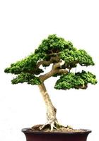 Bonsai-Buchsbaum beschnitten und gepflegt in einem Topf foto