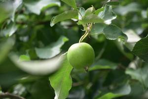 grüner Apfel, der auf einem Apfelbaum wächst foto