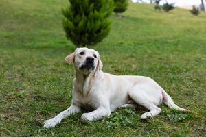 Labrador bei einem Spaziergang im Park foto