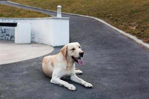 Labrador bei einem Spaziergang im Park foto