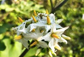 natürliches Tier mit weißer Blume foto