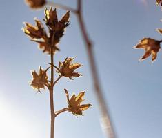 Natur in der Sonne foto